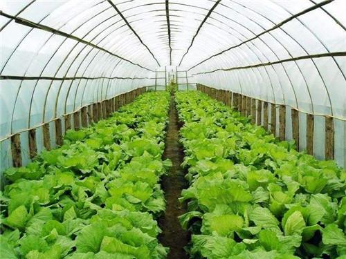 空氣能熱泵如何給植物養(yǎng)殖創(chuàng)造環(huán)境？